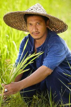 Rice farmer - Thailand. Portrait of a Thai rice plantation worker harvesting rice.