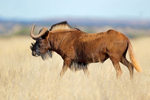 Black wildebeest in grassland - South Africa