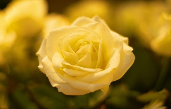 Yellow, rose and a flower in nature, a garden or environment during the summer or spring season. Closeup, flowers and growth with a vibrant plant or natural foliage outdoor in the wilderness