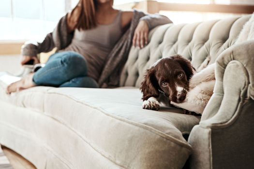 adorable dog, lying and relaxing on sofa in the living room with owner feeling bored at home. Happy brown pet, animal or puppy with fur, cute and innocent eyes in relax on the lounge couch indoors