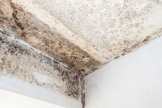 Mold fungus on ceiling and wall