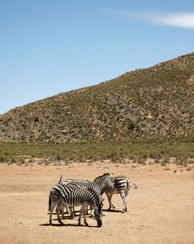Their stripes are like fingerprints. zebras on the plains of Africa.