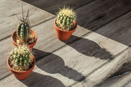 Small cactus plants in pot, on gray wood desk, casting long shadows lit by morning sun.