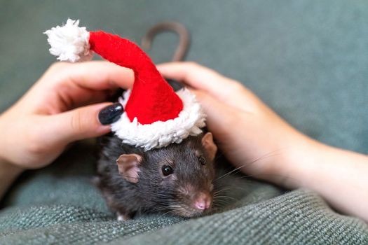 Rat in Santa's hat. Symbol of the Chinese New Year. Funny black rat Dumbo in a red santa checker on a green background.