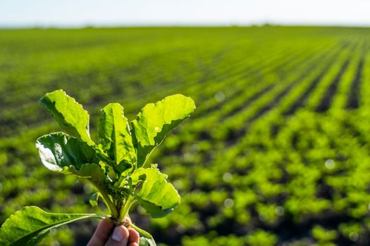Farmer holding a leaves of sugar beet with a beetroot field on the background. Growing beet seedlings. Young, sprouted beet growing in agricultural field. Growing vegetables.