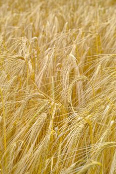 Natures ripe harvest - Wheat. wheat crops blowing in the breeze.