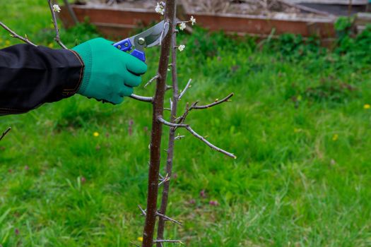 Pruning of a fruit tree by a gardener in green gloves.