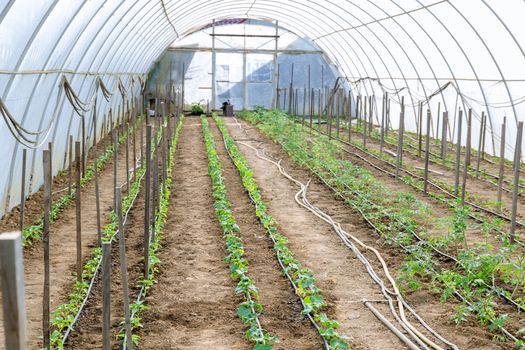Seedlings are planted in a greenhouse under drip irrigation.