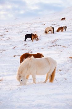Icelandic Horses In Winter, Rural Animals in Snow Covered Meadow. Iceland.