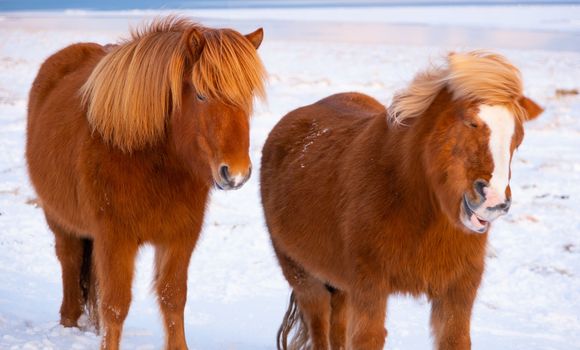 Icelandic Horses In Winter, Rural Animals, Snow Covered Meadow in Iceland