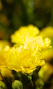 Carnation zoom, flower and nature, spring and blossom, ecology and life with growth outdoor. Floral, plant yellow flowers in garden and environment with horticulture, botanical with flora and natural