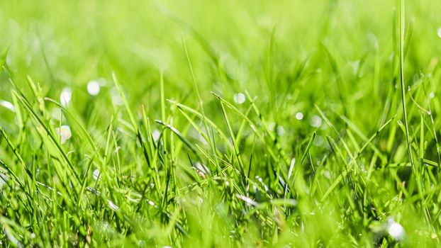 Texture, background, pattern of green grass. Bokeh with light reflection