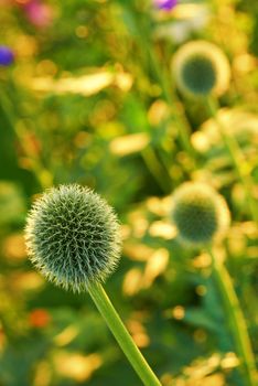 Appreciate the architecture of nature. Closeup of thistles growing in a field.