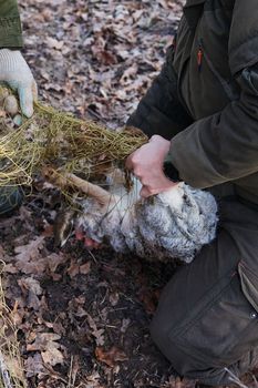Unleashing the animal from the trap nets. Wild hare caught in a trap net. Hare trapping for relocation. Resettlement of hunting resources