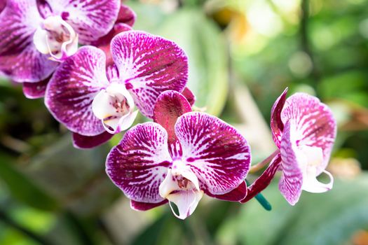 The portrait of beautiful flowers, Orchid in the Botanical Garden, Orchidaceae.
