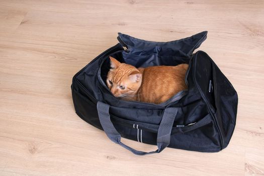 Red cat sitting in a travel bag
