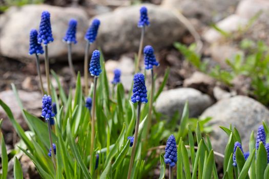 Early spring bulbous blue Muscari flowers in a small rockery in the garden