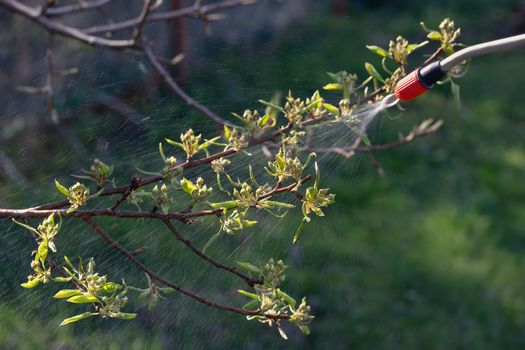 Spring spraying of fruit trees on buds for the prevention of diseases and pests