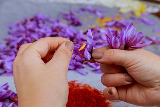 Tearing off stamens from crocus flowers, making saffron spices.