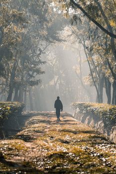 On a foggy morning, a person walking along a tree garden road