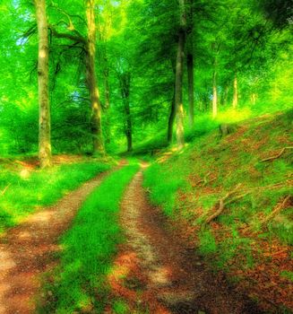 Lush forest in the spring. A photo of a trail in the forest in springtime.
