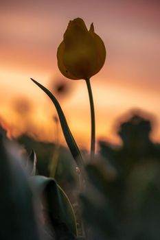 Wild tulip flowers at sunset, natural seasonal background. Multi-colored tulips Tulipa schrenkii in their natural habitat, listed in the Red Book.