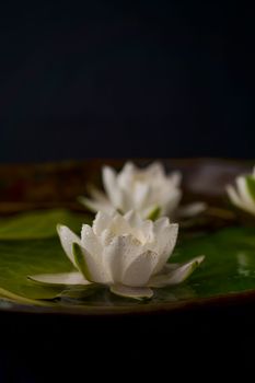 Water lily on the water. Waterlily in water. Water lily in pond water. Water lily in water