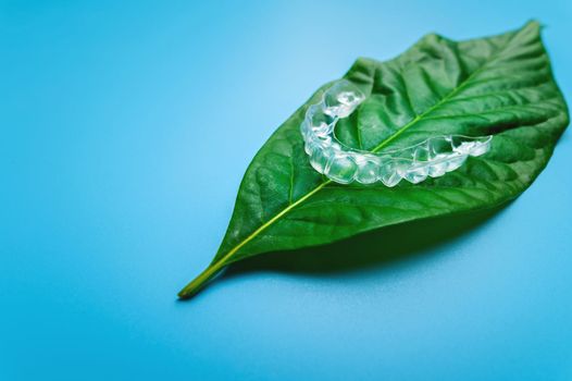Invisible plastic braces one pieces lie on a green succulent leaf from a flower on a blue background, studio shot