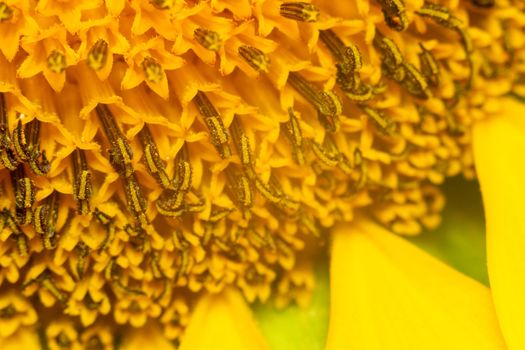 Sunflower texture and background. Texture of sunflower pollen. Selective focus