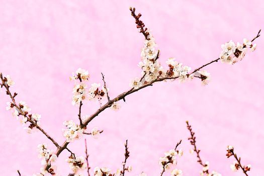 Delicate branch of a flowering fruit tree on a pink background