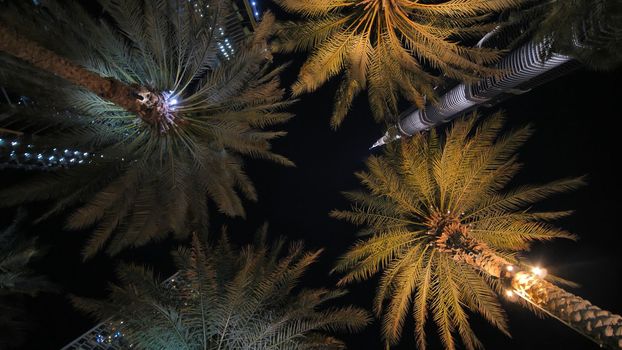 Garlands shine on the palm trees in Dubai at night.