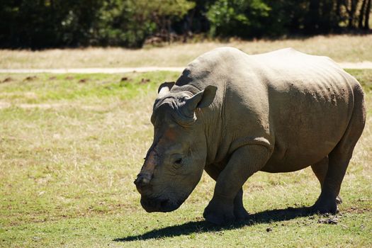 Only the strong survive. a rehabilitated rhinoceros that lost its horn to poachers.