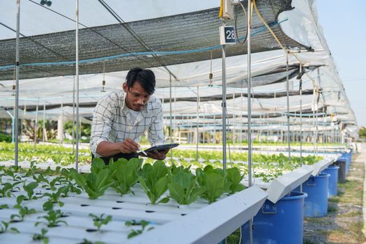Asian business owner observed about growing organic in hydroponics farm. Growing organic vegetable and Green energy concept