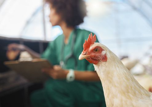 Veterinary, farm and zoom of chicken with nurse for health checklist, wellness and inspection. Poultry farming, agriculture and black woman write notes for medical report, animal healthcare and study