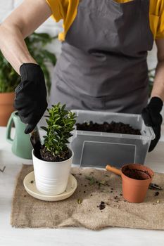 Close-up spring houseplant care, repotting houseplants. Waking up indoor plants for spring. Female is transplanting plant into new pot at home. Gardener transplant green plant