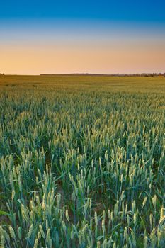 Springtime Cornfield. Sunset at the countryside in late spring