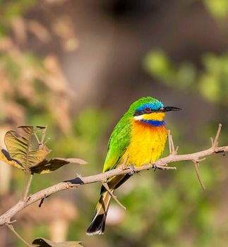 Ethiopia Wildlife pictures
