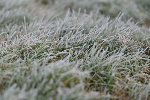 Frozen green grass as a close up