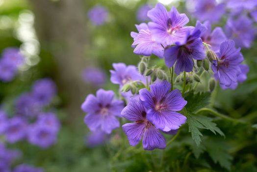 Purple flowers brightening up the garden. Beautiful purple flowers in bloom.