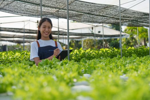 Asian business owner observed about growing organic in hydroponics farm. Growing organic vegetable and Green energy concept