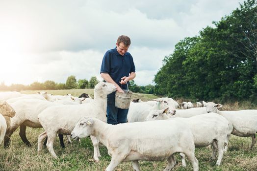 Heres enough for everybody. a cheerful young male farmer feeding his sheep by hand outside on a farm during the day.