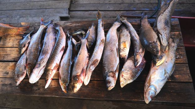A variety of river fish from the Amur River on the fisherman's table.