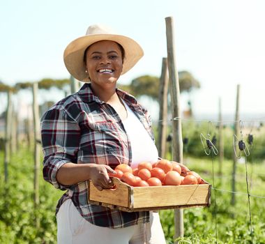 Portrait of a farmer carrying a crate of tomatoes. Young farmer harvesting fresh tomatoes. African american farmer holding a box of tomatoes. Farmer harvesting raw, organic produce.