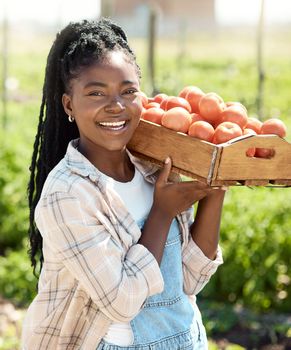 Farmer harvesting organic tomatoes. Happy farmer carrying a crate of tomatoes. African american farmer holding a crate of fresh tomatoes. Portrait of a happy farmer carrying fresh tomatoes