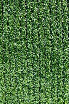 Aerial view of a field dedicated to soybean cultivation
