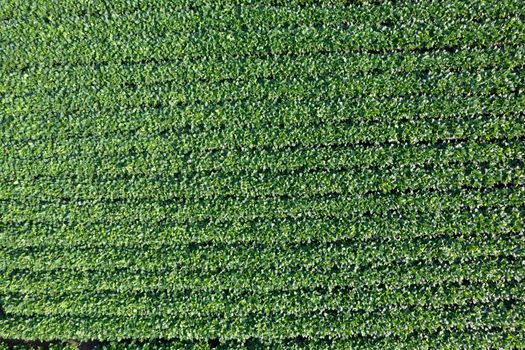 Aerial view of a field dedicated to soybean cultivation