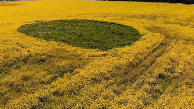 A wetland spot in a field of rapeseed. Drone view.