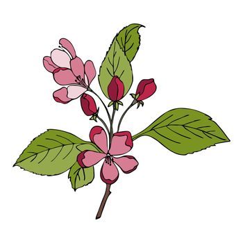 Cherry sakura branch with flowers hand drawn doodle with Viva Magenta color 2023.