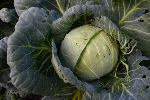 Close up of cabbage head