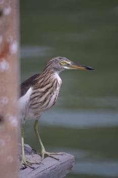 The Chinese Pond Heron bird. On a light green background